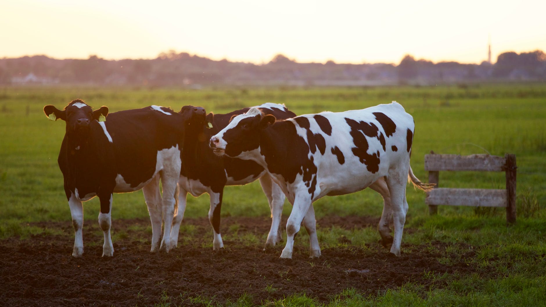 Dairy Services